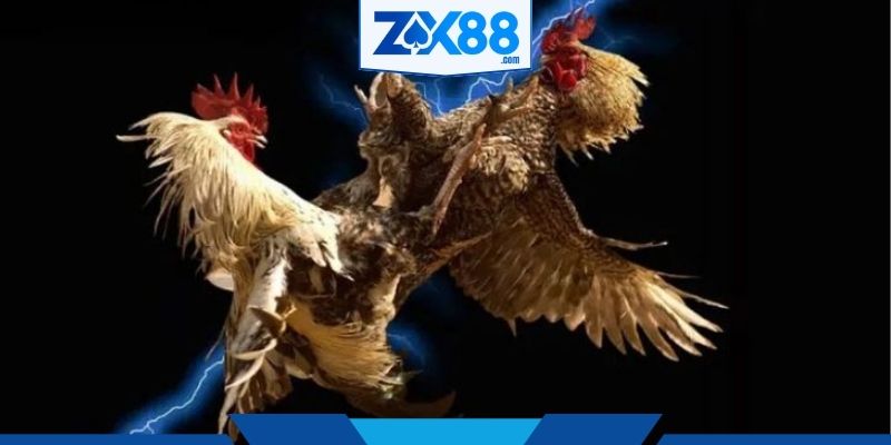 Khám phá đấu trường đá gà ZX88 đầy kịch tính